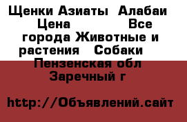 Щенки Азиаты (Алабаи) › Цена ­ 20 000 - Все города Животные и растения » Собаки   . Пензенская обл.,Заречный г.